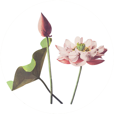 #12 Petal Drift-Essential Oil Blend