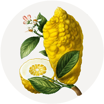 #15 Grapefruit Grove-Essential Oil Blend