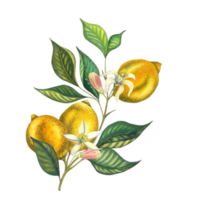 #01 Amber Grove – Essential Oil Blend