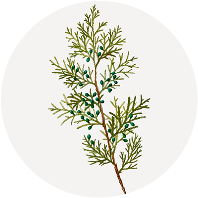 #07 Citrus Aria – Essential Oil Blend